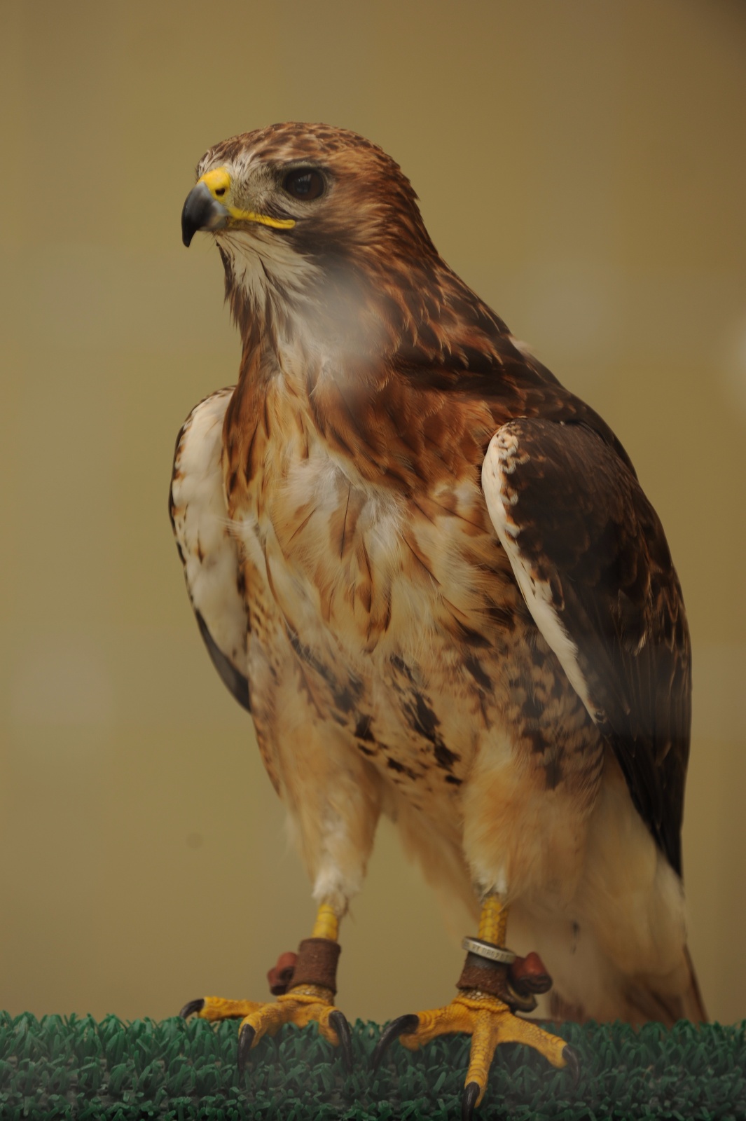 Red Tailed Hawk 47